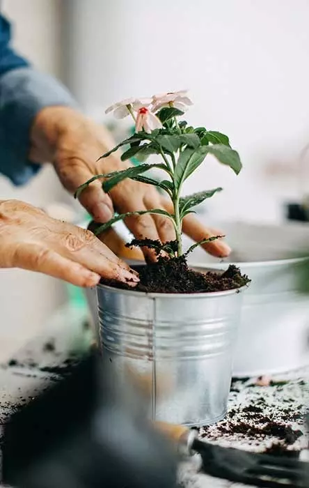 Woman caring for plant
