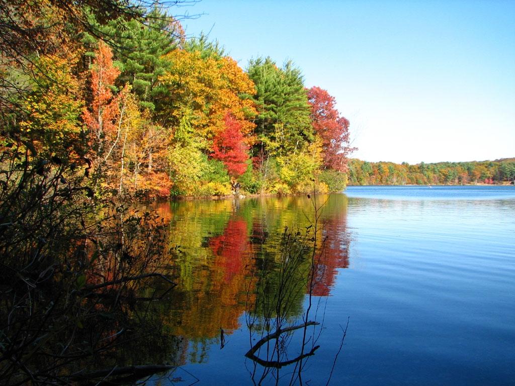 Pond during Autumn