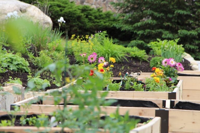 Raised garden beds filled with blooming flowers and greenery at The Commons in Lincoln, surrounded by natural landscaping.